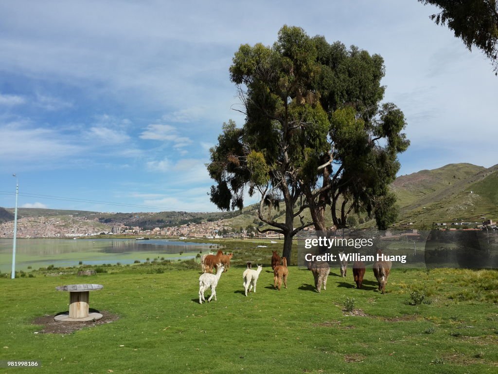 Lamas live near Lake Titicaca