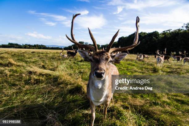 151 Red Deer Ireland Stock Photos High Res Pictures And Images 151-red-deer-ireland-stock-photos-high-res-pictures-and-images