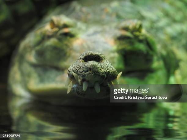 tooth mouth - indian gharial stock pictures, royalty-free photos & images