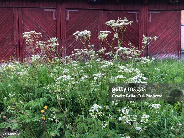 conium maculatum plant at olderdalen, norway - hemlock tree stock-fotos und bilder