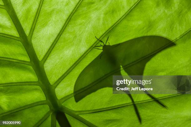 indian moon moth (actias selene) backlit male - luna moth stock pictures, royalty-free photos & images