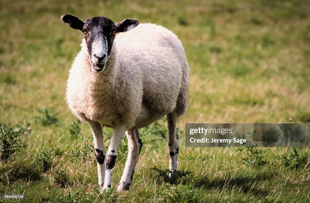 Sheep