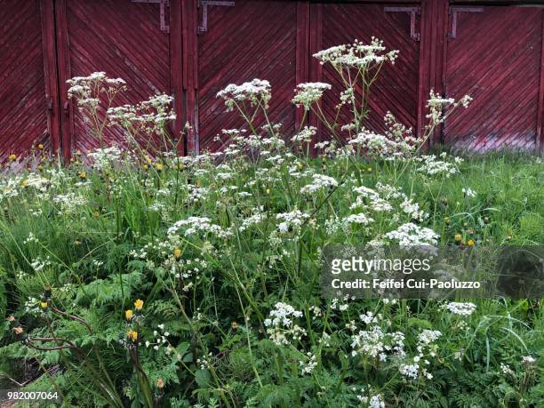 conium maculatum plant at olderdalen, norway - poisonous stock pictures, royalty-free photos & images