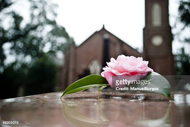 rose on grave - funeral flowers stockfoto's en -beelden