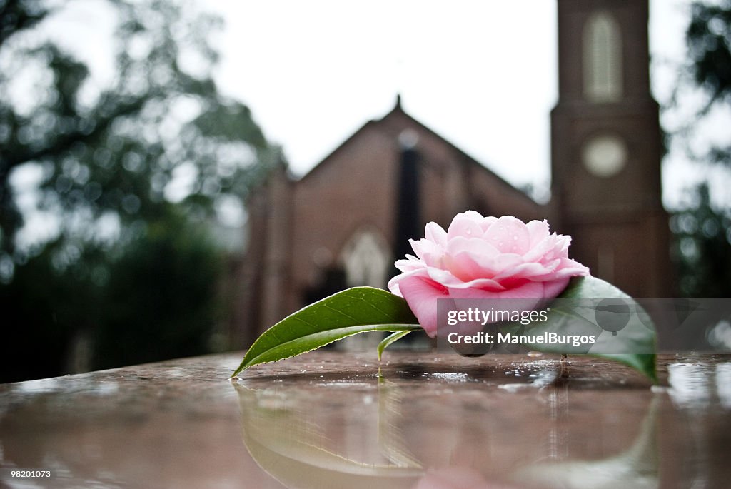 Rose on grave