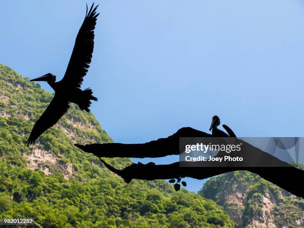 pelican taking off - big bums stock-fotos und bilder