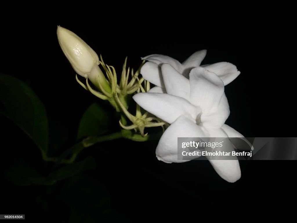 Jasminum Sambac by night at Hammamet,Tunisia