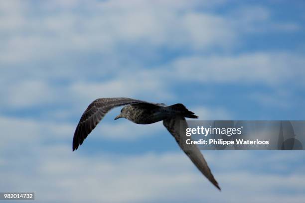 la mouette - mouette stock pictures, royalty-free photos & images