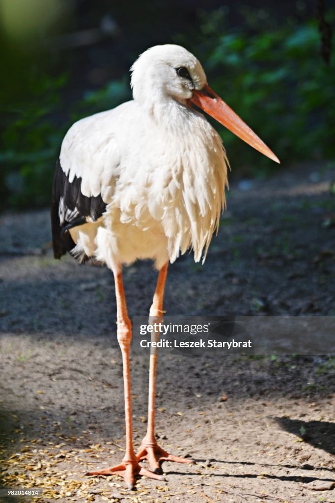 A stork