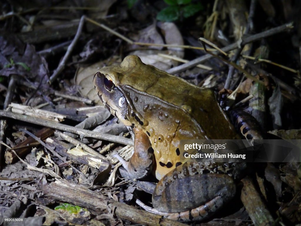A frog in the rain forest .