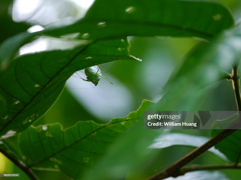 A grasshopper in the rain forest.