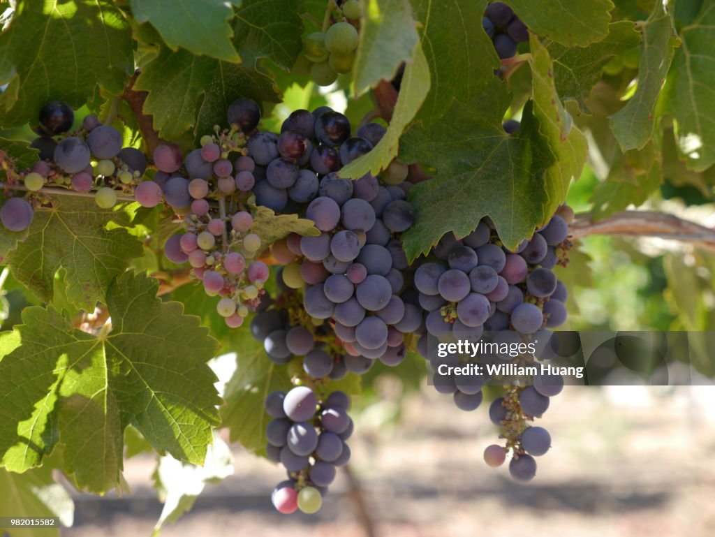 Veramonte vineyard