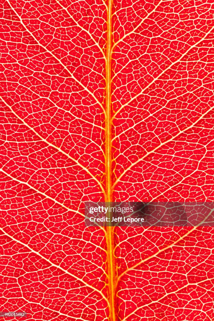 Bradford Pear red leaf vein patterns in autumn