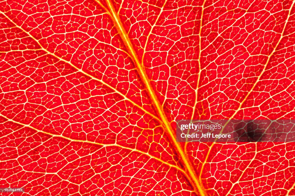 Bradford Pear red leaf vein patterns in autumn