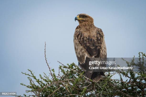 tawny eagle - tawny eagle stock pictures, royalty-free photos & images