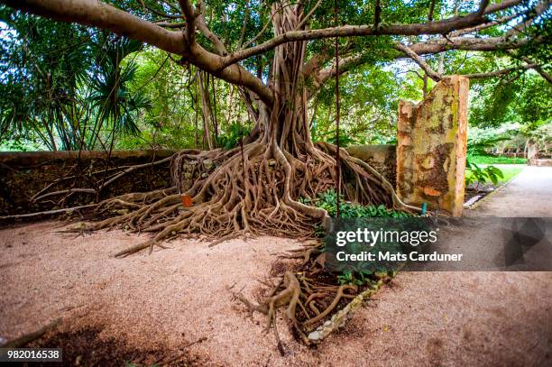 Old Deep Roots 299 Tree With Deep Roots Stock Photos, High-Res Pictures, and Images ...