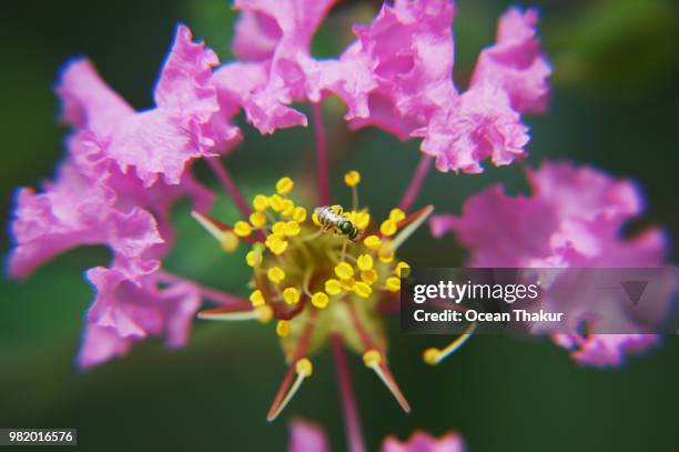 macro of bee and flower - hesperiidae stock pictures, royalty-free photos & images