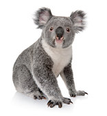 Small koala sitting on white background
