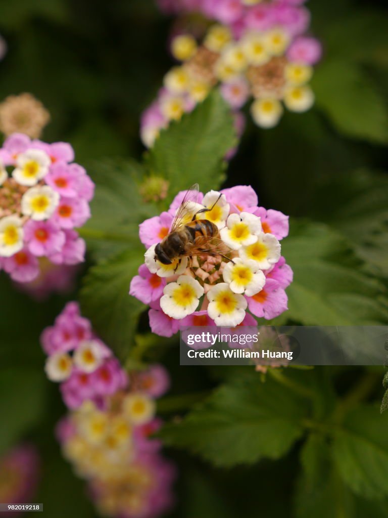 Bee on the flower.