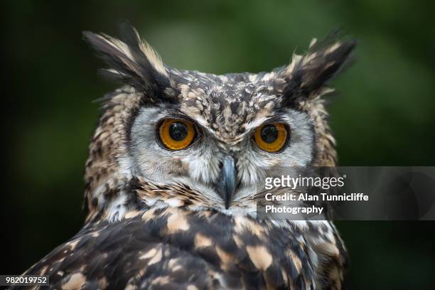 mavkinder eagle owl portrait - owl fotografías e imágenes de stock
