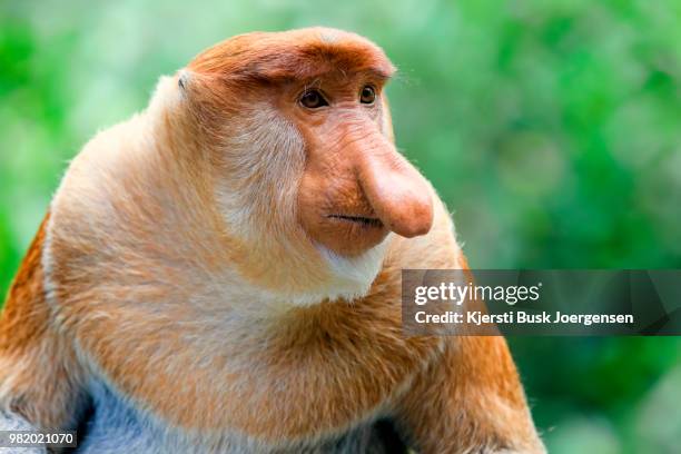 proboscis monkey - 吻 ストックフォトと画像