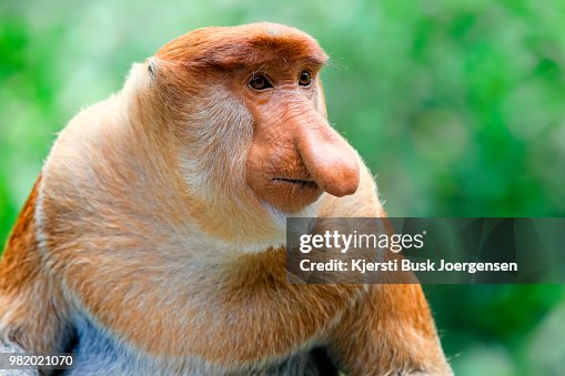 Proboscis monkey Proboscis monkey