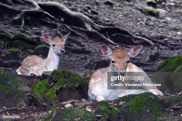 Daini Rever Daini Photos and Premium High Res Pictures - Getty Images