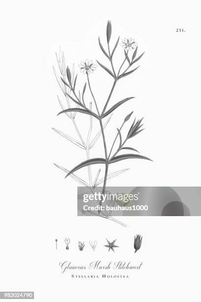 glaucous marsh stitchwort, stellaria holostea, viktorianischen botanische illustration, 1863 - glaucous stock-grafiken, -clipart, -cartoons und -symbole