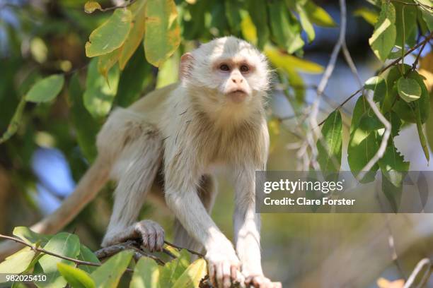 albino vervet - albino monkey stock pictures, royalty-free photos & images