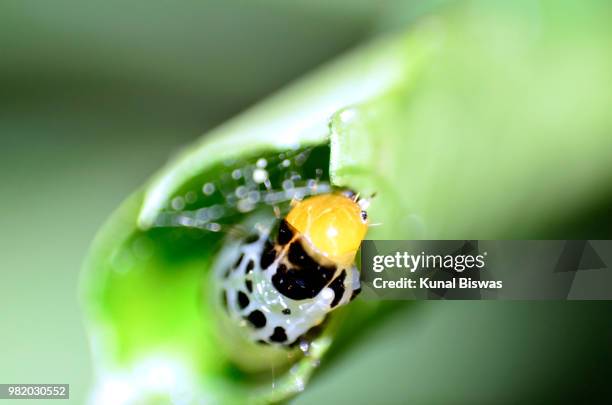 natur's journy - natur fotografías e imágenes de stock