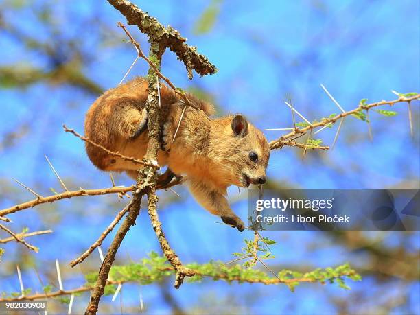 hyrax serengeti - tree hyrax stock pictures, royalty-free photos & images