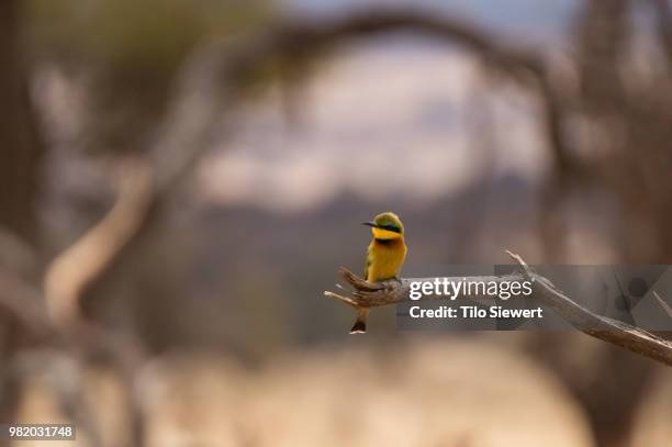 little friend - red billed leiothrix stock pictures, royalty-free photos & images