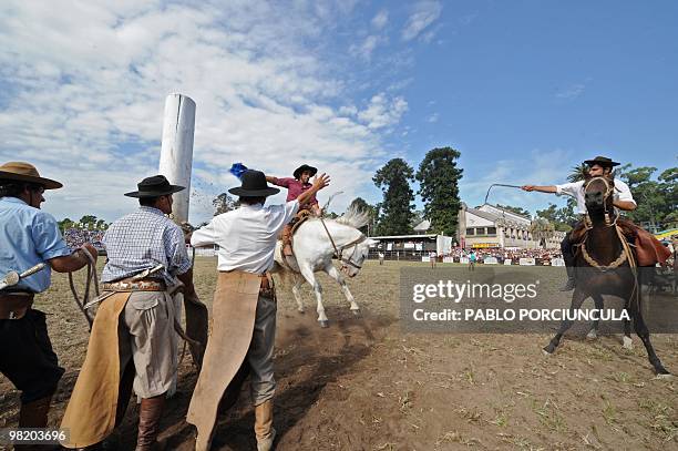 Gaucho rides a colt during a rodeo at the Patria Grande, a festival held every Semana Criolla , also called Easter Week, at the Rural del Prado in...