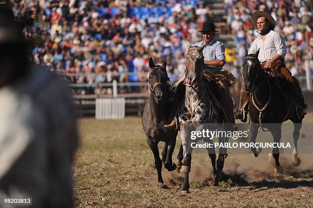 Gauchos take a colt to a tethering post for a rodeo at the Patria Grande, a festival held every Semana Criolla , also called Easter Week, at the...