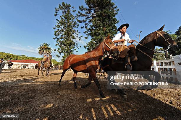 Gaucho takes a colt to a tethering post for a rodeo at the Patria Grande, a festival held every Semana Criolla , also called Easter Week, at the...