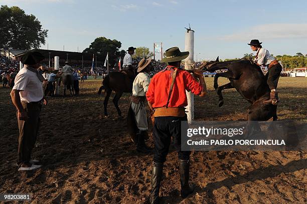 Gaucho tries to get on a colt before a rodeo at the Patria Grande, a festival held every Semana Criolla , also called Easter Week, at the Rural del...