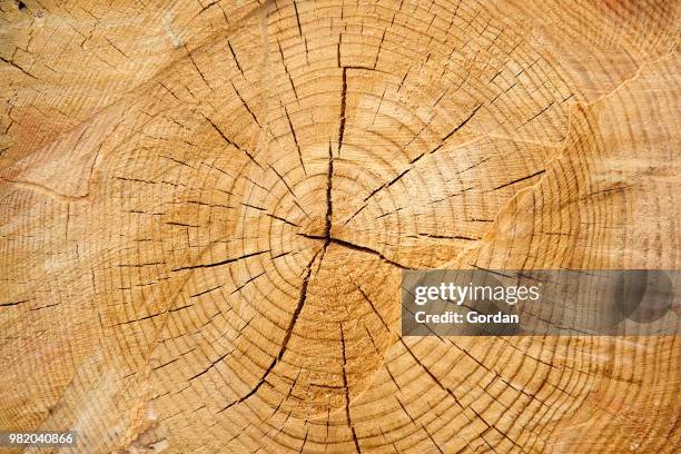 287 Tree Stump Rings Stock Photos, High-Res Pictures, and Images ...