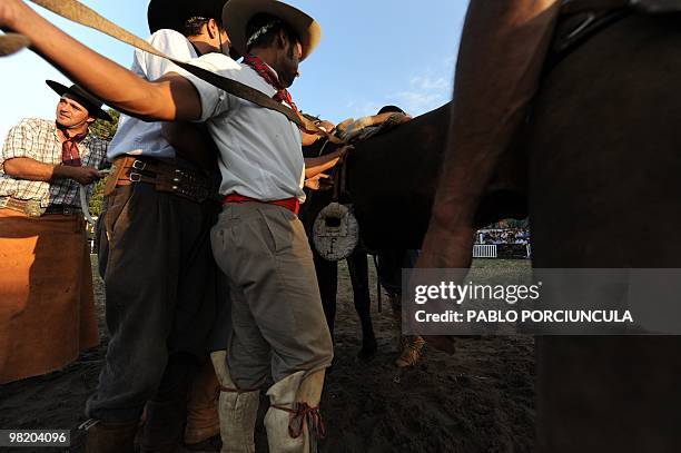 Gauchos prepare a colt for a rodeo at the Patria Grande, a festival held every Semana Criolla , also called Easter Week, at the Rural del Prado in...