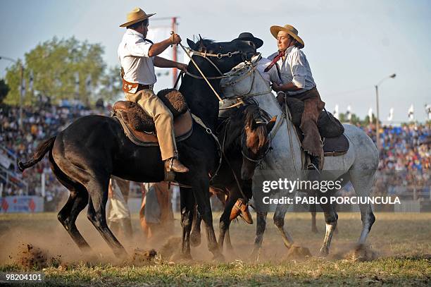 Gaucho is assisted after riding a colt for a stipulated amount of time during a at the Patria Grande, a festival held every Semana Criolla , also...