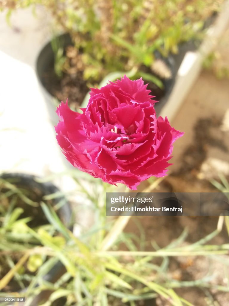 Dianthus