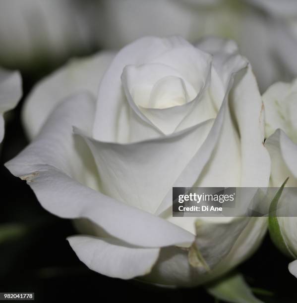 white rose - ane stockfoto's en -beelden