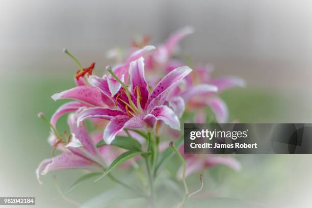 stargazer lily - stargazer lily imagens e fotografias de stock