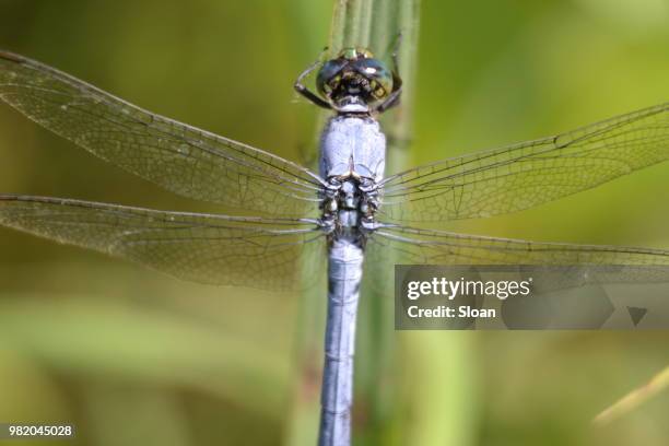 dragonfly 2 - libellulidae stock pictures, royalty-free photos & images