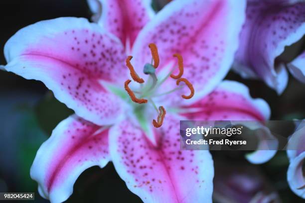 stargazer lily - stargazer lily imagens e fotografias de stock