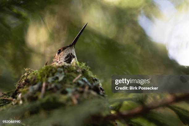 hummingbird canada - birds nest stock pictures, royalty-free photos & images