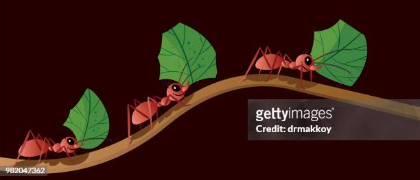 ilustraciones, imágenes clip art, dibujos animados e iconos de stock de hormiga y amazan bosque - hormiga