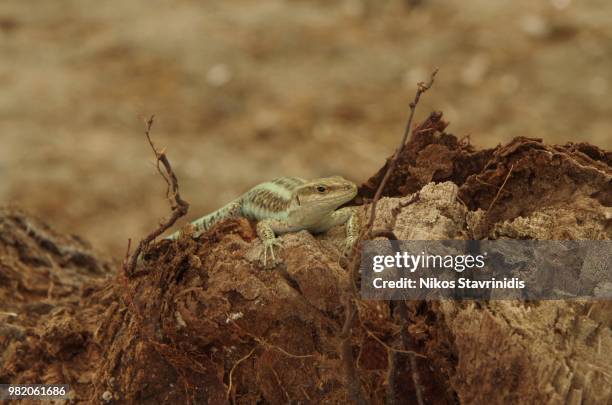 reptile of ikaria - crotaphytidae stock pictures, royalty-free photos & images