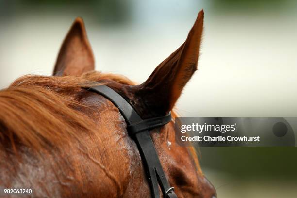 Horses in the unsaddling area on day 5 of Royal Ascot at Ascot Racecourse on June 23, 2018 in Ascot, England.