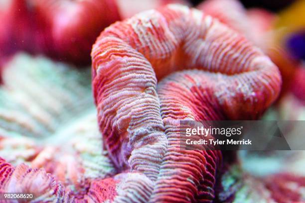 open brain coral - brain coral 個照片及圖片檔