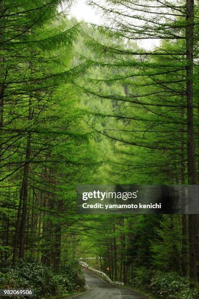 japanese larch - japanese larch stock pictures, royalty-free photos & images